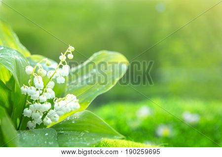Blooming Spring Lily Of The Valley In Morning Sunny Garden