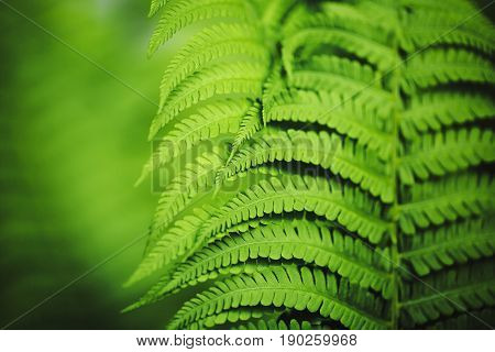 Beautiful fern leaves green foliage natural floral fern background in sunlight.