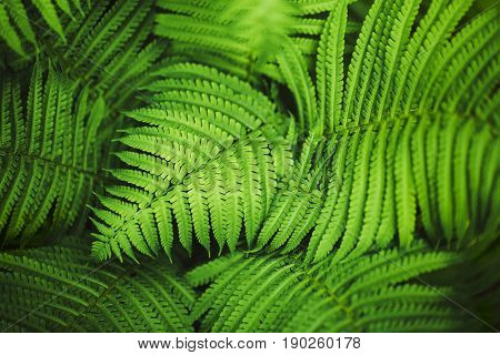 Perfect natural fern pattern. Beautiful background made with young green fern leaves.