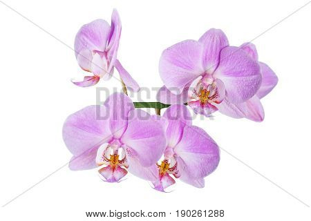 llac flowers of beautiful orchid on white background