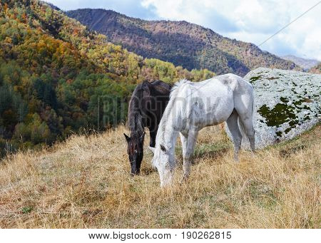 Georgia. Svaneti. old vilage. horses. mountains. trip