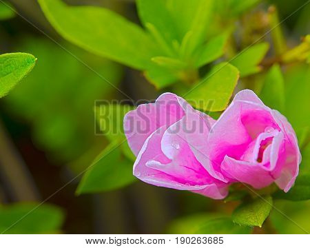 HDR Photo of a pink Azalea bud ready to bloom
