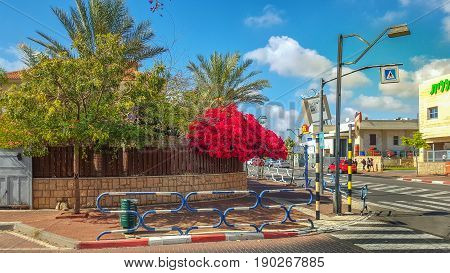 Rishon LeZion, Israel-April 14, 2016: A large bright red bush growing above the surface of a brown wooden fence. Seems it is going fall on a sidewalk in this residence district. House with red roof is hidden by green foliage under blue sky. There is aspha