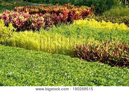 Colorful of ornament plants for gardening in the market.