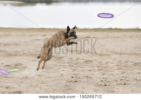 Dog Belgian Shepherd Malinois jumping for disk in sand