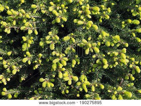 Young bright green escapes of a coniferous tree as background