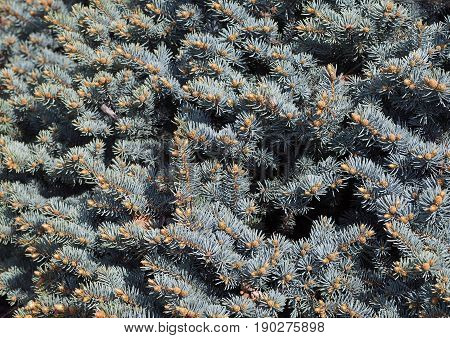 Escapes of a blue spruce as background