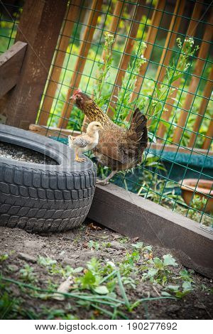 Chicken with chickens in a paddock outdoors