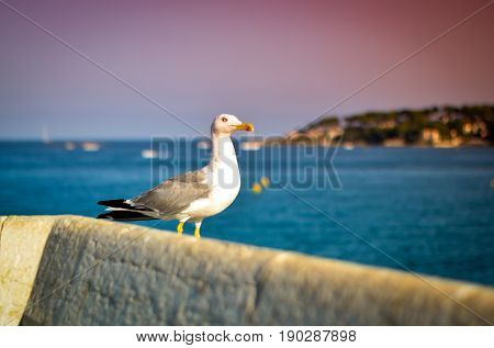 seagull resting on white wall at mediterranean coast