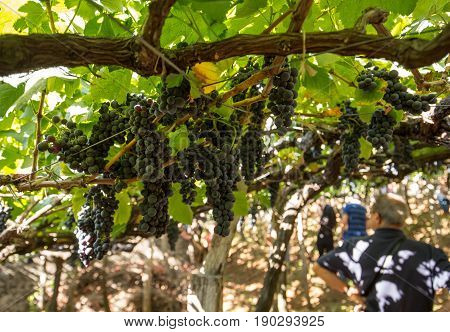 Bunches of Tinta Negra Mole grapes on pergola in Estreito de Camara de Lobos on Madeira. Portugal