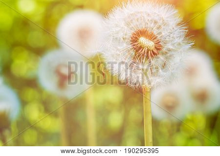 The dandelions blowballs under sun flares are ready to start seeds downwind.
