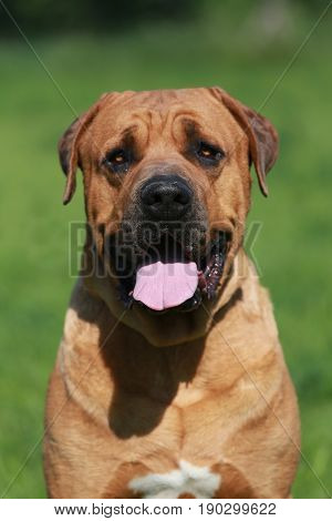 Tosa inu sheperd japanese dog portrait against green natural background