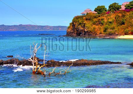 Andilana Beach Seaweed In Indian