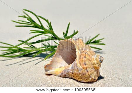 An Empty Shell Lying On The Sand In The Desert.