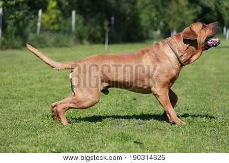 Japanese warrior dog tosa inu in the green