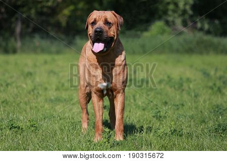Front view of a young tosa inu canine