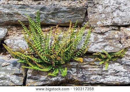 Common Polypody At A Drystone Wall