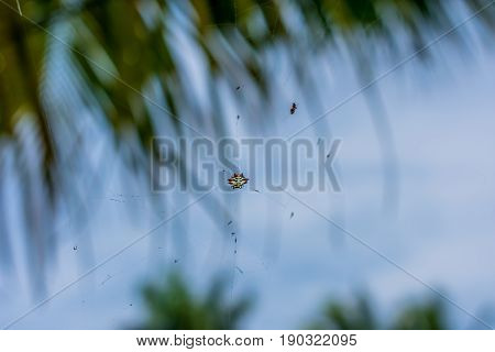 close up of anitsy bitsy spider in its web with blue sky and palm trees in the background
