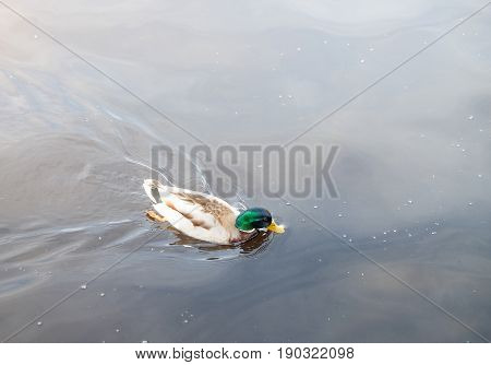 Mallard duck floating on the calm lake. Looklike the relaxing and freedom.