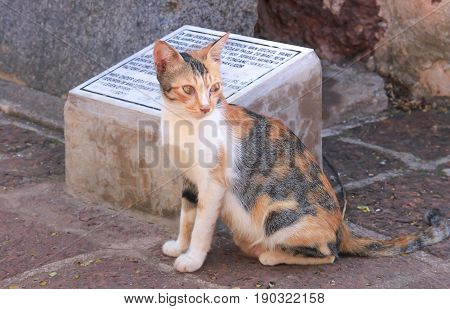 Funny beautiful cute siamese cat looking something in the fortress brick at the MALAKA City MALAYSIA