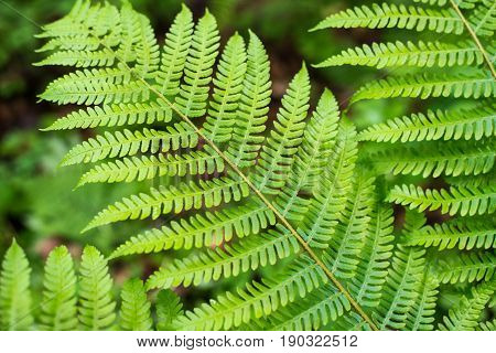 Fern leaf with water drops close-up rich green color