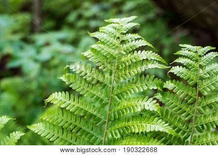 Fern leaf with water drops close-up rich green color