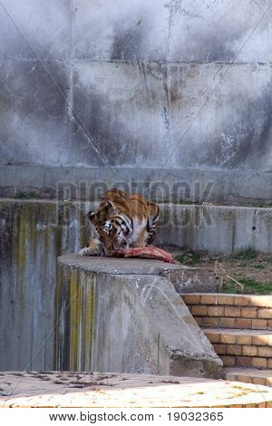 Tiger i zoo