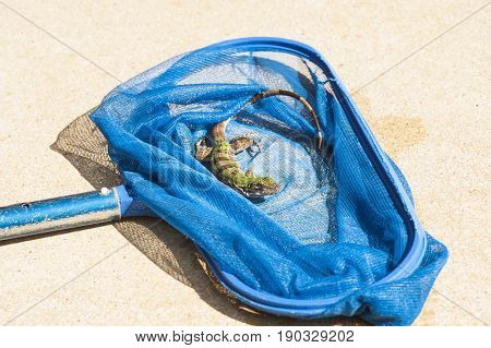 Baby iguana rests in a pool net on the pool deck after being rescued.