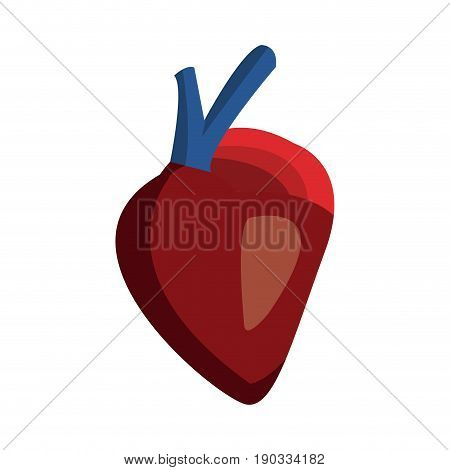 heart of human body health medicine cardiology anatomy vector illustration