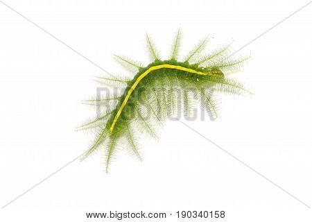 Mango Baron (euthalia Aconthea) Caterpillar