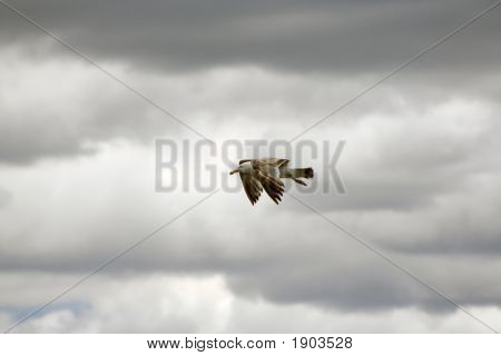 Gaviota volando en un día nublado