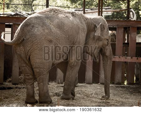Big elephant in a park in the nature .