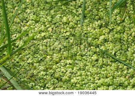 Lentilles d'eau
