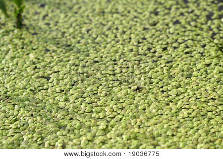 Lentilles d'eau