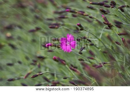 Carnation flower (Dianthus carthusianorum) Pink Gillyflower as background