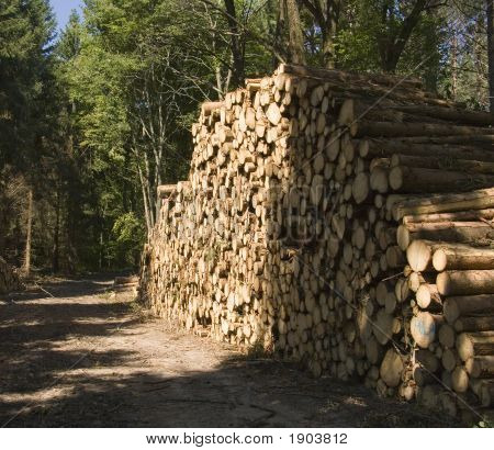 Logs On Logging Road