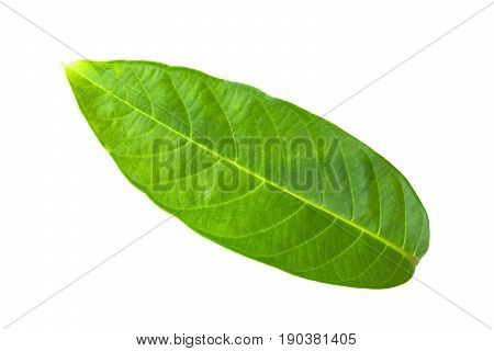 Green leaf isolated. Lagerstroemia floribunda Jack. Lythraceae. This has clipping path.