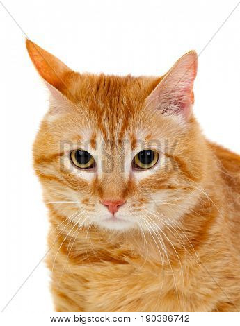Adult red cat with overweigh isolated on a white background