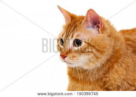 Adult red cat with overweigh isolated on a white background