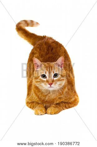 Adult red cat with overweigh isolated on a white background