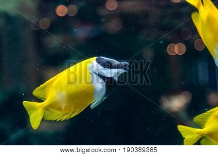 Fish Siganus Vulpinus