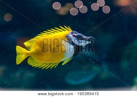 Fish Siganus Vulpinus