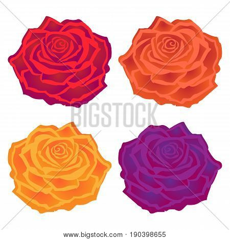 Bright vector illustration. Beautiful multi-colored roses. Flower