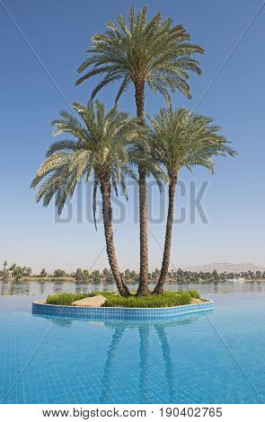 Large Date Palm Tree On Island In Infinity Swimming Pool
