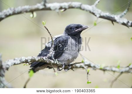 Chick Young Crows Closeup