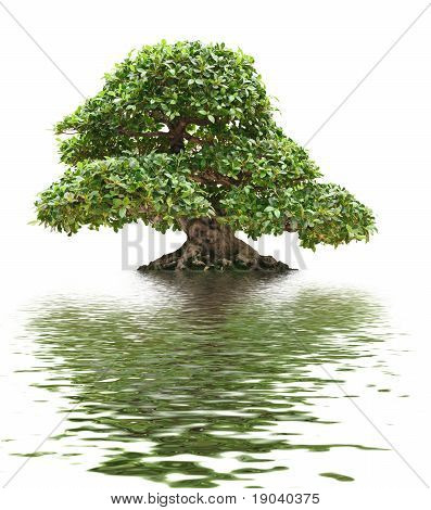 Ficus Bonsai isoliert