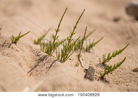 A Beautiful Closeup Of A Sea Sand And Seaside Puzzlegrass. Shallow Depth Of Field.