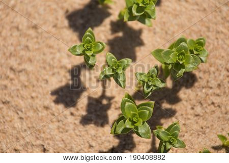 A Beautiful Minimalist Closeup Of A Sand And Sea Sandwort. Shallow Depth Of Field.