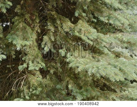 Christmas tree background with natural colors background