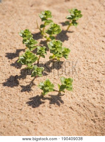 A Beautiful Minimalist Closeup Of A Sand And Sea Sandwort. Shallow Depth Of Field.